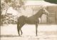 07.John T. Renas's Horse Oakley, CA.JPG